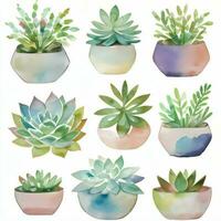 aquarelle plantes succulentes clipart photo