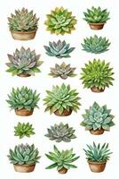 aquarelle plantes succulentes clipart photo