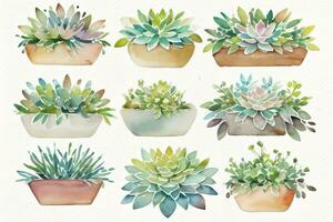 aquarelle plantes succulentes clipart photo