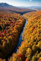 photo de le l'automne forêt drone vue