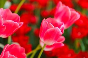 belles tulipes rouges, fond de fleurs photo