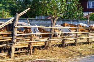 vaches dans une ferme en plein air photo