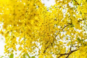 arbre de douche doré, fond de fleurs jaunes photo