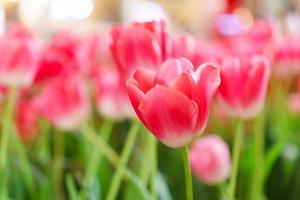 belles tulipes rouges, fond de fleurs photo