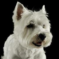 Ouest montagnes blanc terrier portraits dans studio photo