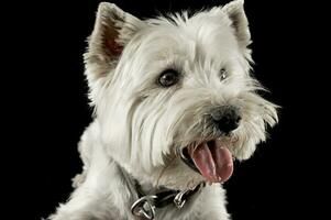 Ouest montagnes blanc terrier portraits dans studio photo