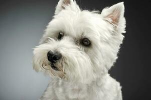 Ouest montagnes blanc terrier portraits dans studio photo