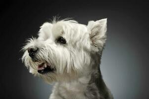 Ouest montagnes blanc terrier portraits dans studio photo