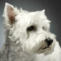 Ouest montagnes blanc terrier portraits dans studio photo