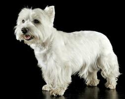 Ouest montagnes blanc terrier portraits dans studio photo