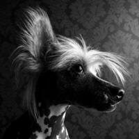 chinois huppé chien tête portrait indor photo