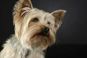 Yorkshire terrier à la recherche en dehors de le image dans foncé studio photo