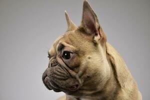 portrait de un adorable français bouledogue photo