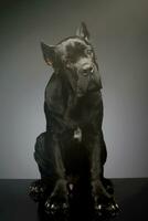 studio coup de une charmant canne corso chiot photo