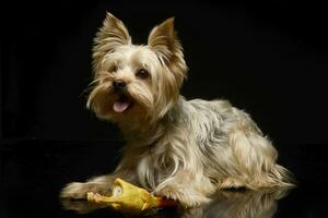 Yorkshire terrier pièces avec une jouet poulet dans studio photo