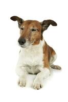 studio coup de un adorable jack Russell terrier photo