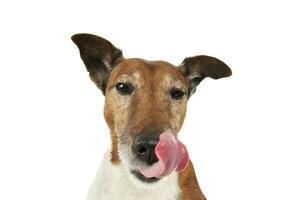 Portrait d'un adorable jack russell terrier photo