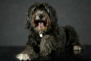 noir chien donner une main dans une foncé studio photo