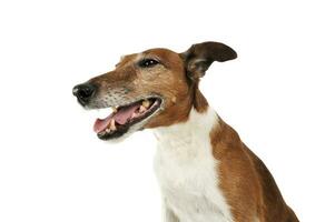 Portrait d'un adorable jack russell terrier photo