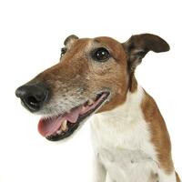 jack Russell terrier sauvage angle portrait dans blanc studio photo