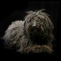 studio coup de un adorable puli photo