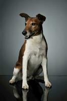 studio coup de un adorable jack Russell terrier photo