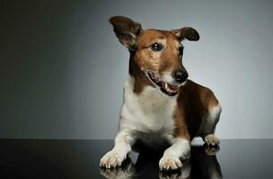 studio coup de un adorable jack Russell terrier photo
