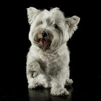 Ouest montagnes blanc terrier en marchant dans le noir studio photo