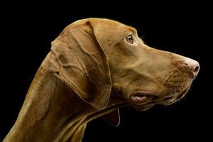 portrait de un adorable hongrois vizsla photo