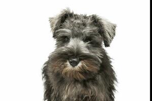 portrait de un adorable schnauzer sel et papper chiot à la recherche avec curiosité à le caméra photo