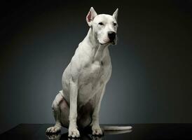 studio coup de un adorable dogo argentin séance et à la recherche avec curiosité photo