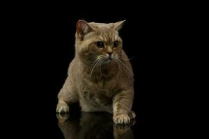 studio coup de une magnifique chat photo