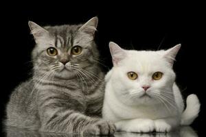 studio coup de un adorable national chat photo