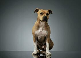 studio coup de un adorable américain Staffordshire terrier séance et à la recherche avec curiosité photo