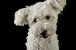 charmant métis blanc chien dans le noir Contexte à la recherche à le caméra photo