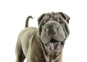 portrait de un adorable shar pei à la recherche avec curiosité à le caméra photo