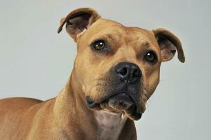 amstaff portrait dans une blanc photo studio