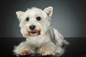 Ouest montagnes blanc terrier mensonge dans une foncé studio photo