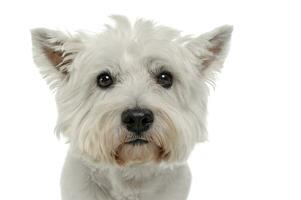 Ouest montagnes blanc terrier blanc portrait dans studio photo