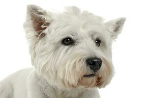 Ouest montagnes blanc terrier studio portrait avec blanc Contexte photo