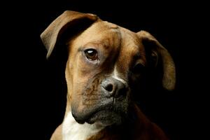 portrait de un adorable boxeur chiot photo