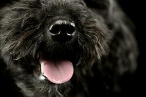 fermer de un adorable lagotto photo