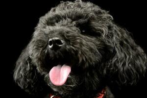 portrait de un adorable lagotto photo