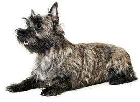 cairn terrier mensonge dans le blanc studio sol photo