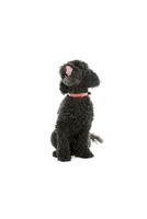 studio coup de un adorable lagotto photo