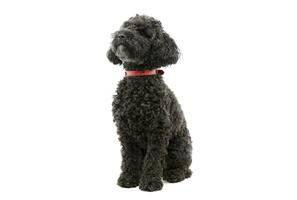 studio coup de un adorable lagotto photo