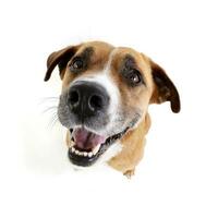 portrait de un adorable Staffordshire terrier photo
