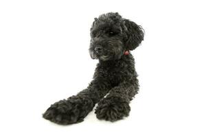 studio coup de un adorable lagotto photo