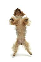 studio coup de un adorable Yorkshire terrier permanent sur de derrière jambes photo