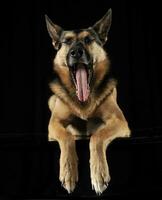 allemand berger bâillement dans le foncé studio photo